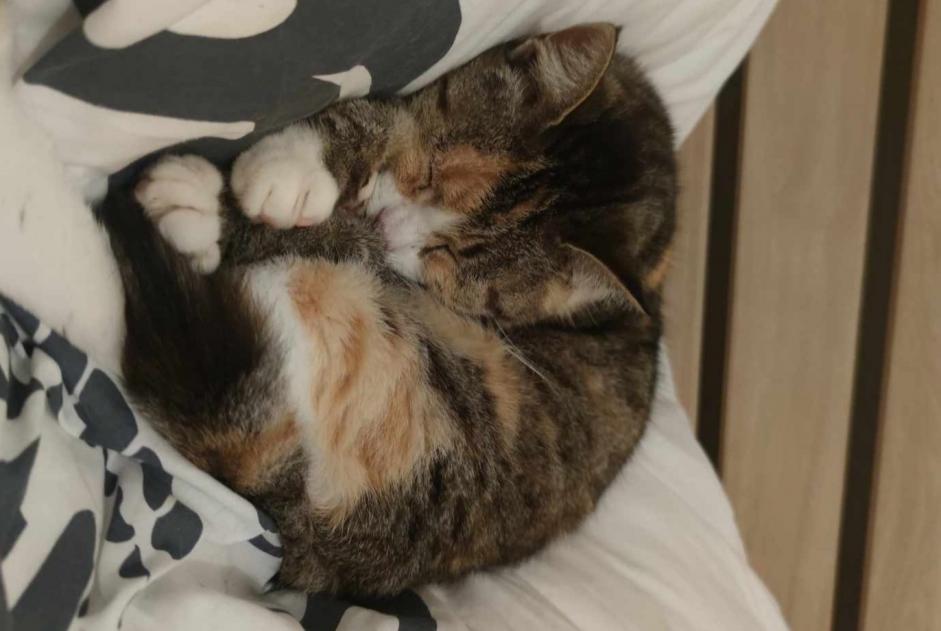 Alerte Disparition Chat Femelle , 10 ans L'Hermenault France