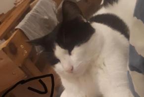 Alerte Disparition Chat Mâle , 6 ans Marseille France