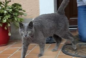 Alerte Découverte Chat Inconnu Clermont-Créans France