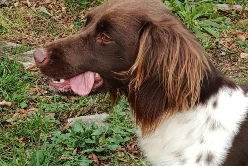 Alerte Découverte Chien  Femelle Chécy France