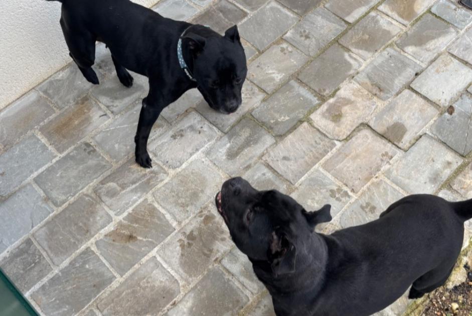 Alerte Découverte Chien  Femelle Birieux France