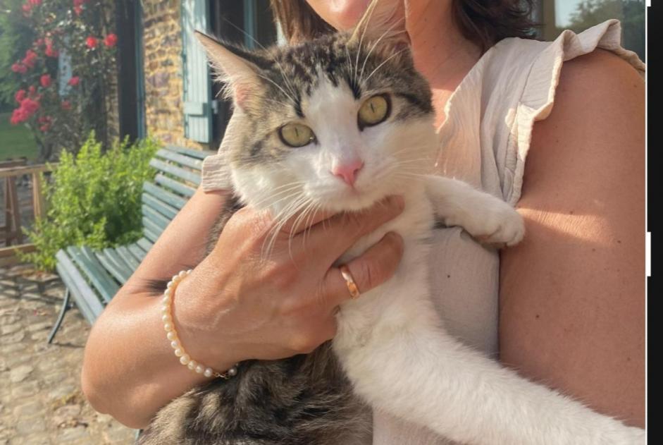 Alerte Disparition Chat croisement Mâle , 3 ans Ploubazlanec France