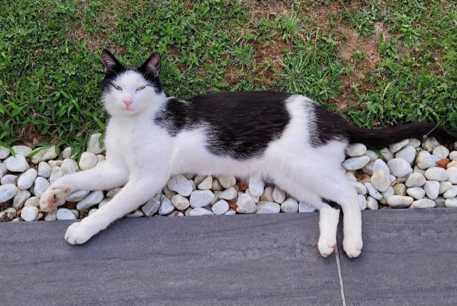 Alerte Disparition Chat  Mâle , 5 ans Saint-Philbert-de-Bouaine France