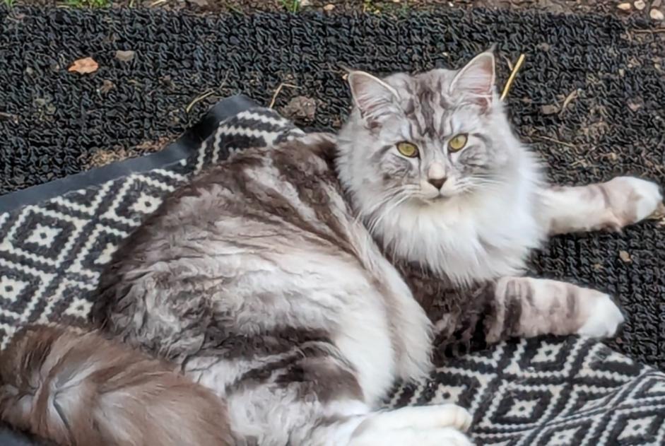 Alerte Disparition Chat croisement Mâle , 3 ans Sucy-en-Brie France