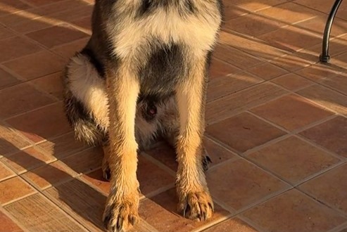 Alerte Disparition Chien  Mâle , 1 ans Alhaurín el Grande Espagne