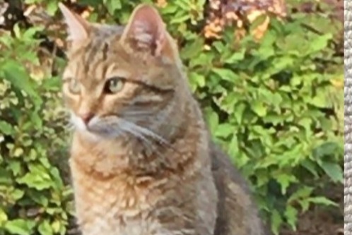 Alerte Disparition Chat croisement Mâle , 6 ans Dun-les-Places France