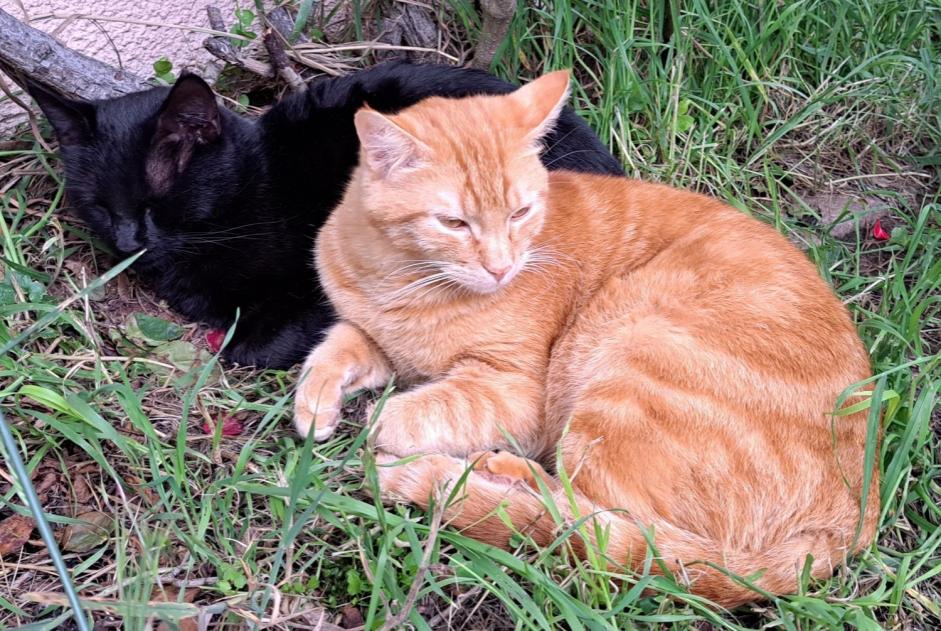 Alerte Disparition Chat croisement Mâle , 2 ans La Tour-de-Salvagny France