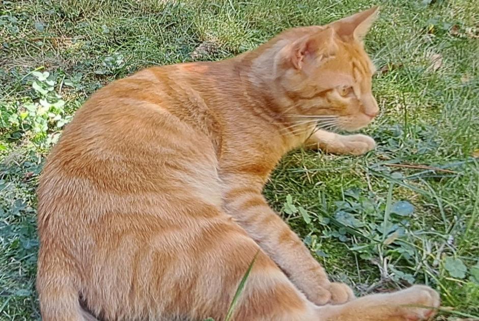 Alerte Disparition Chat croisement Mâle , 2 ans La Tour-de-Salvagny France