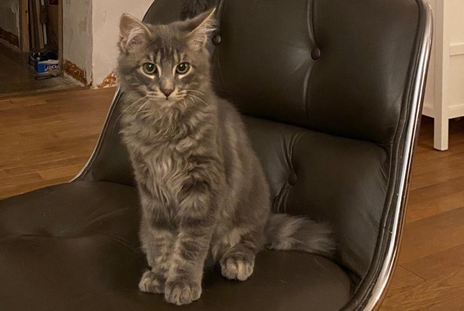 Alerte Disparition Chat croisement Mâle , 1 ans Nantes France