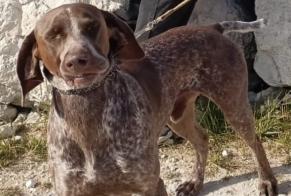 Alerte Disparition Chien croisement Mâle , 4 ans Castet France