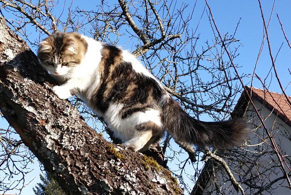 Alerte Disparition Chat croisement Mâle , 1 ans Esboz-Brest France