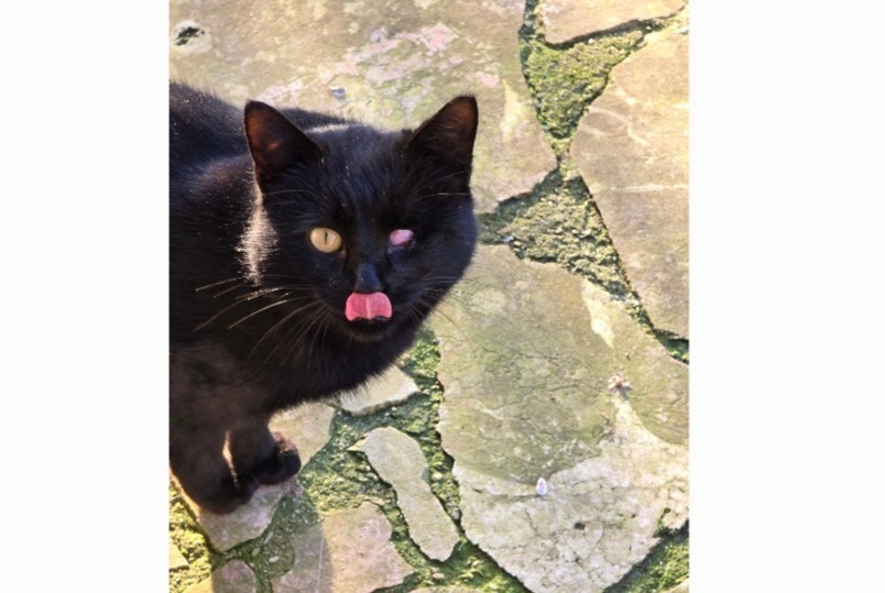 Alerte Découverte Chat Mâle Villevaudé France