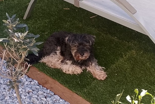 Alerte Disparition Chien croisement Mâle , 14 ans Perpignan France