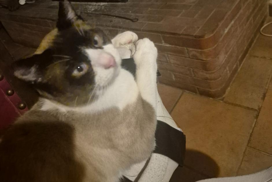 Alerte Disparition Chat  Mâle , 1 ans Nizan-Gesse France