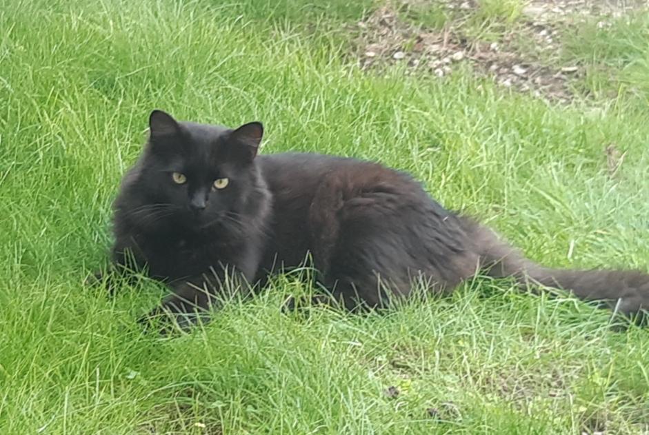 Alerte Disparition Chat  Mâle , 5 ans Valence France