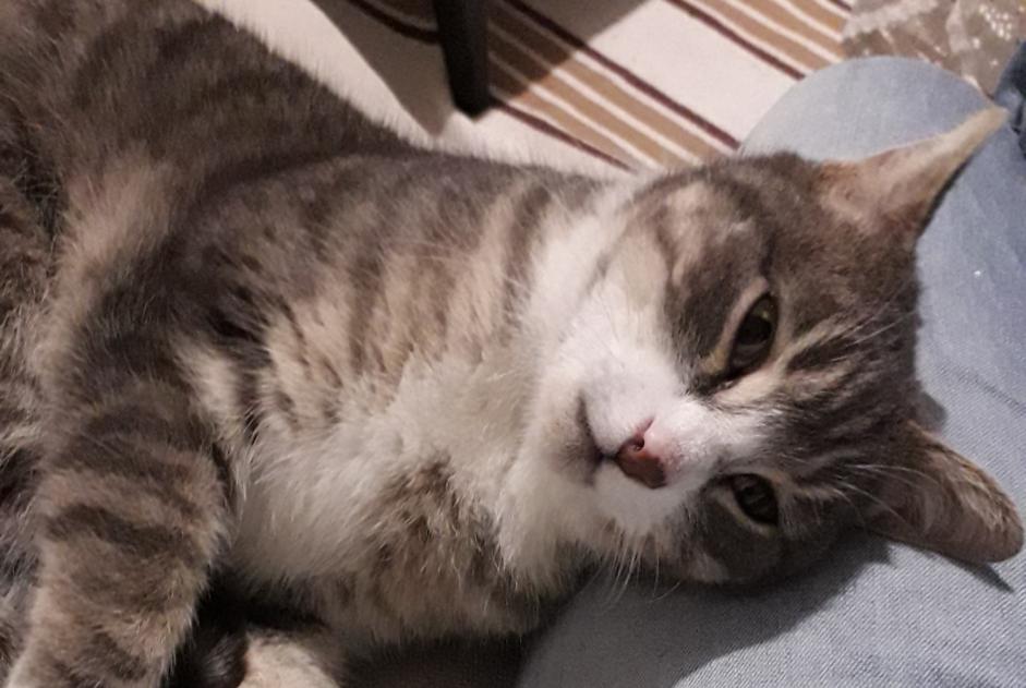 Alerte Découverte Chat Inconnu Nantes France