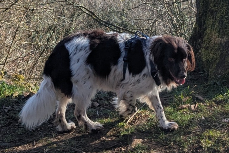 Alerte Disparition Chien  Mâle , 2 ans Chavigny France