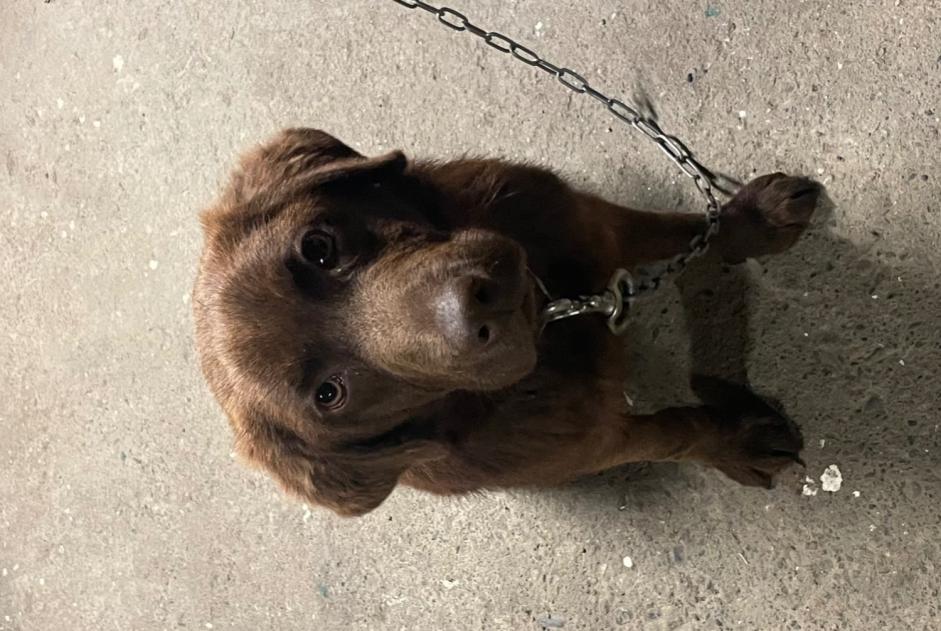 Alerte Découverte Chien croisement Mâle Roques France