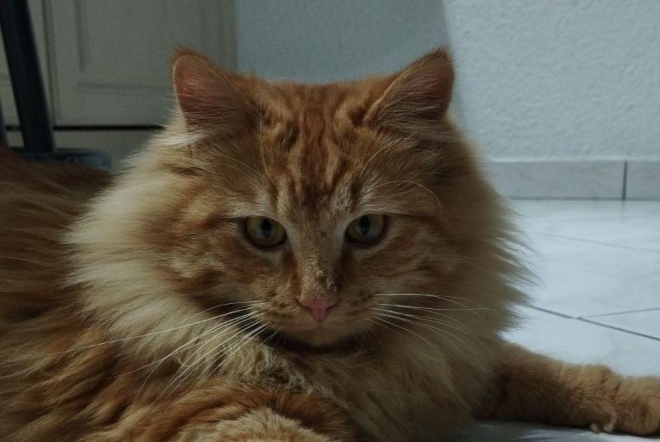 Alerte Disparition Chat Mâle , 2 ans Clonas-sur-Varèze France