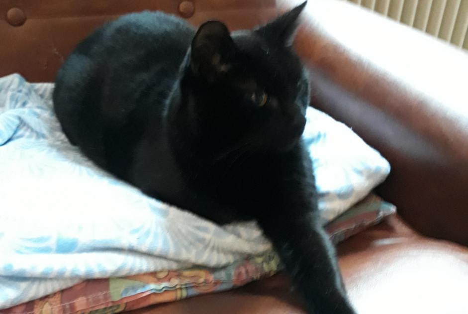 Alerte Disparition Chat croisement Mâle , 12 ans Villeneuve-d'Ascq France