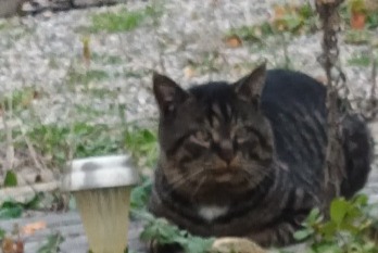 Alerte Découverte Chat Inconnu Narbonne France