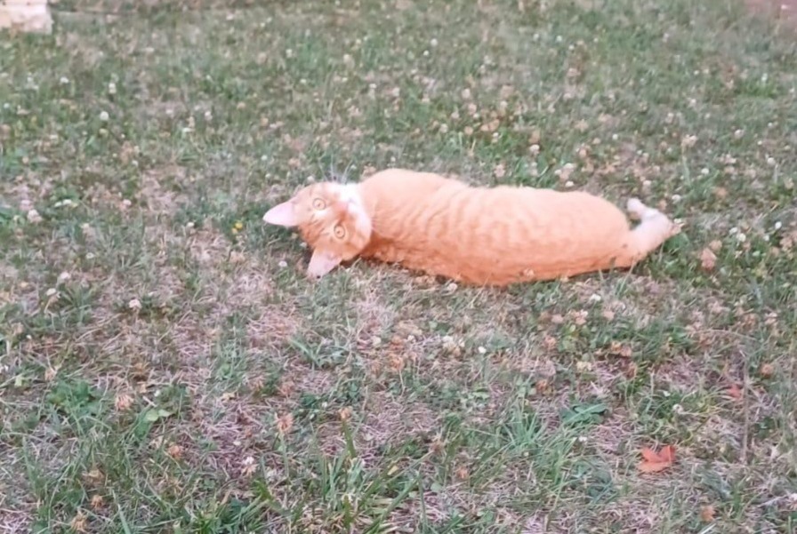 Alerte Disparition Chat  Mâle , 2 ans Saint-Aubin-de-Nabirat France