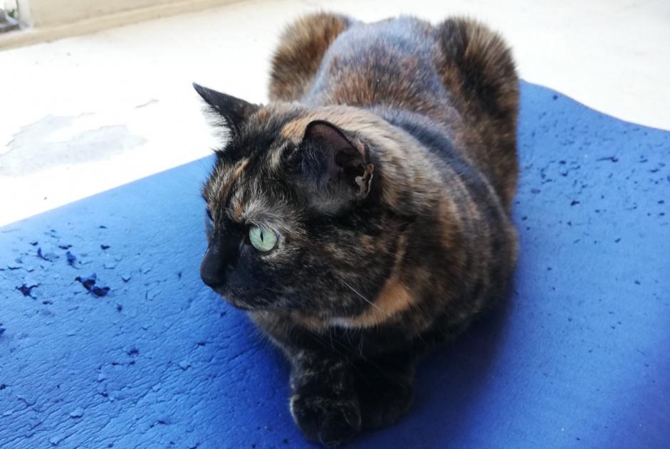 Avviso scomparsa Gatto  Femmina , 13 anni Saint-André-lez-Lille Francia