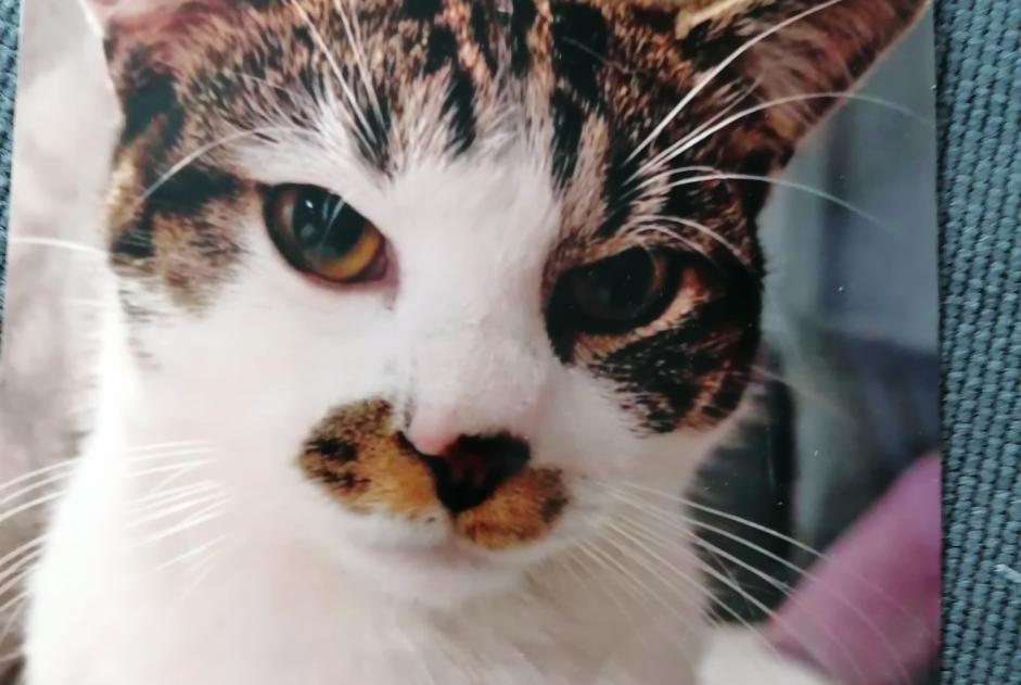 Avviso scomparsa Gatto incrocio di razze Maschio , 1 anni Manage Belgio