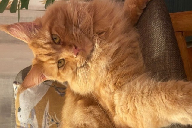 Avviso scomparsa Gatto  Maschio , 4 anni La Frette-sur-Seine Francia