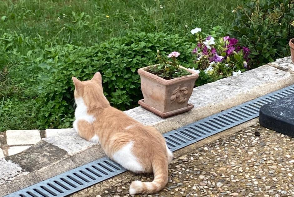 Avviso scomparsa Gatto  Maschio , 2 anni Vergt Francia