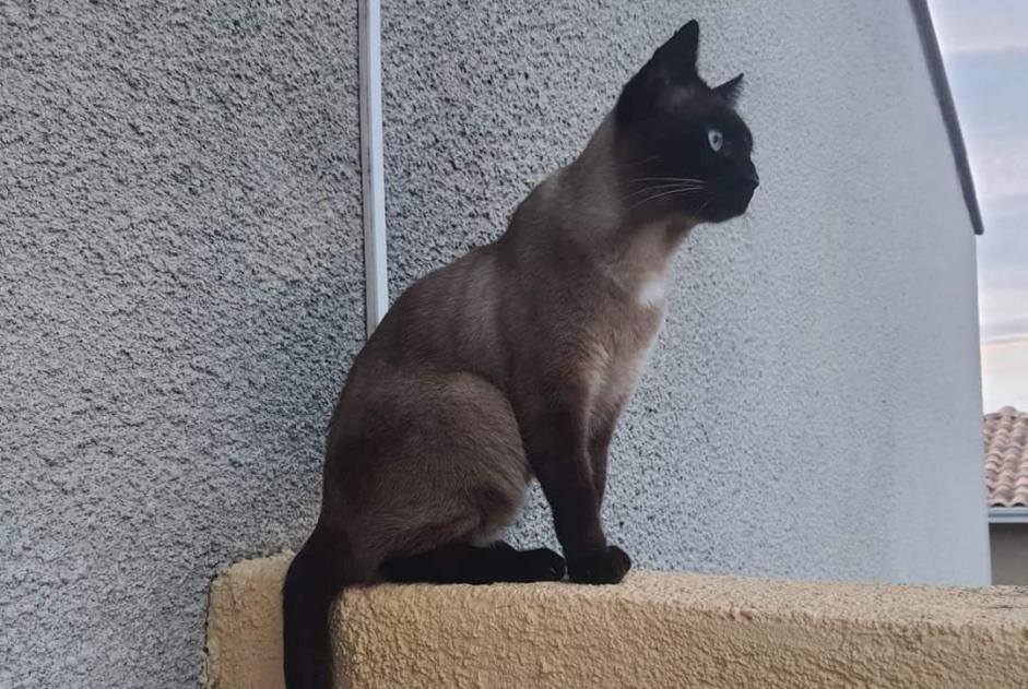 Avviso scomparsa Gatto  Maschio , 6 anni Perpignan Francia