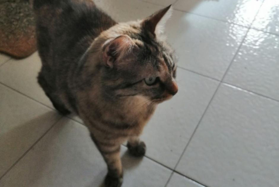 Avviso scomparsa Gatto  Femmina , 9 anni Grenoble Francia