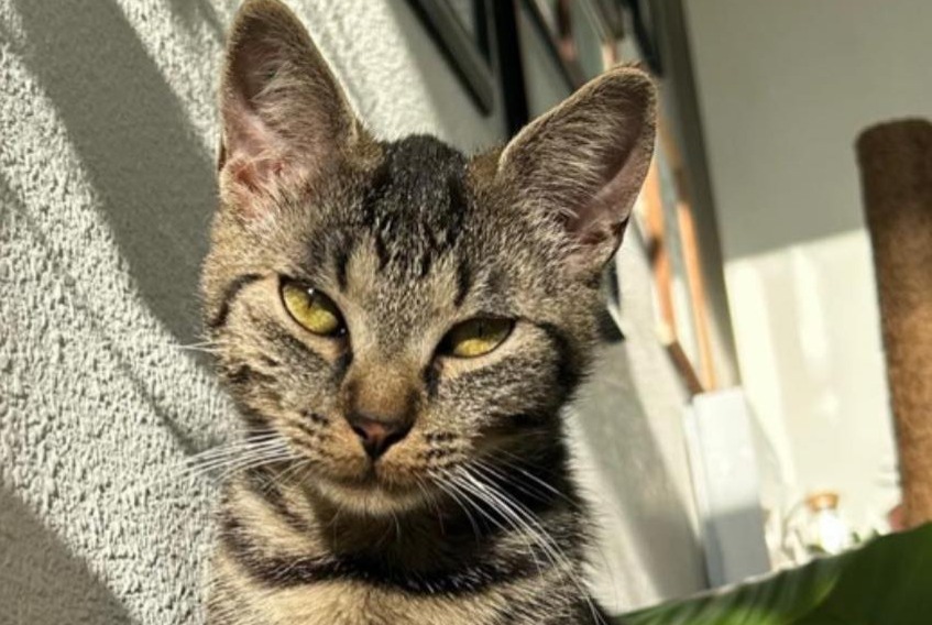 Avviso scomparsa Gatto  Femmina , 3 anni Chécy Francia