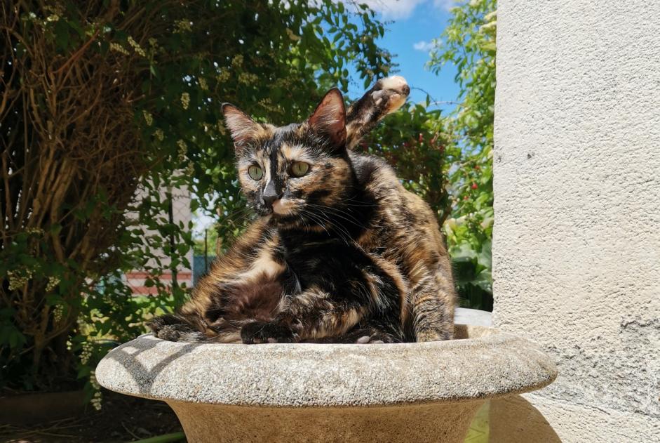 Avviso scomparsa Gatto incrocio di razze Femmina , 2 anni Villefranche-de-Lauragais Francia