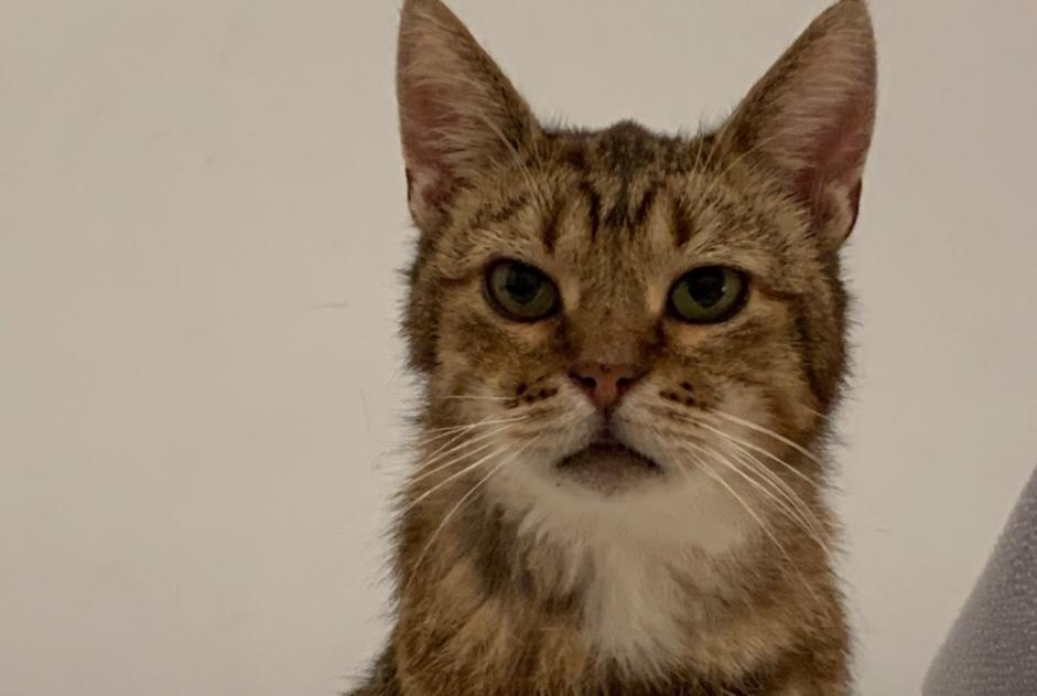 Avviso scomparsa Gatto incrocio di razze Maschio , 4 anni Villers-la-Ville Belgio