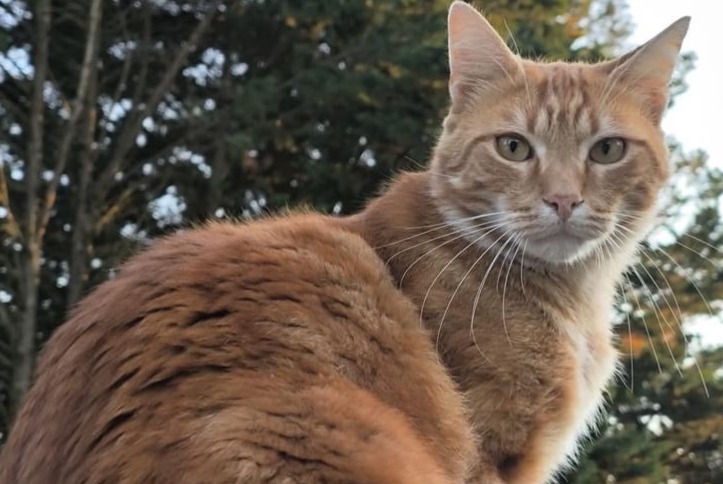 Avviso scomparsa Gatto Maschio , 4 anni Fontenay-sur-Loing Francia