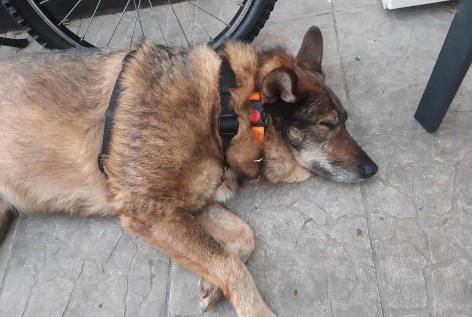 Avviso scomparsa Cane incrocio di razze Femmina , 3 anni Arendonk Belgio