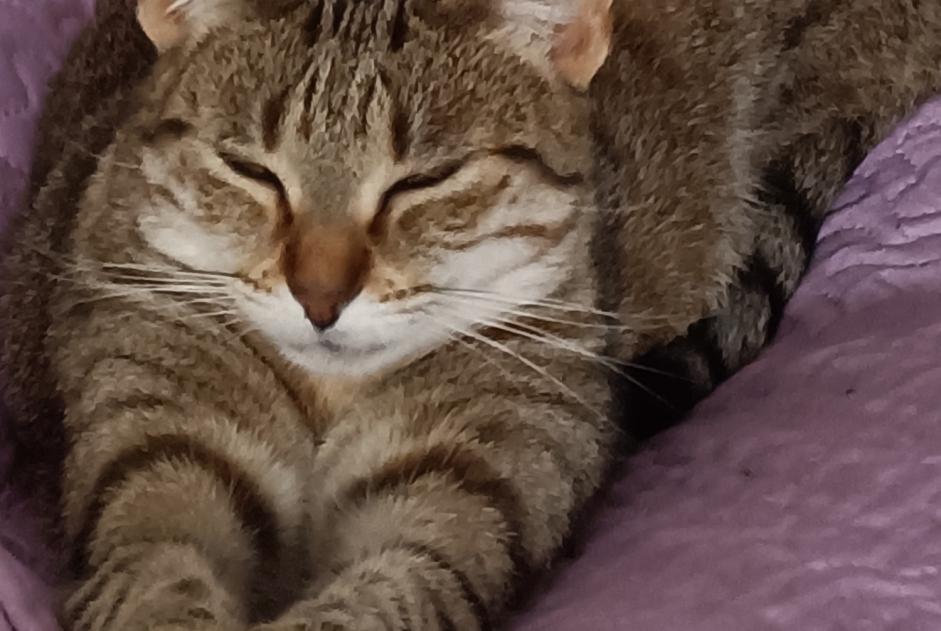 Avviso scomparsa Gatto Femmina , 4 anni Nancy Francia