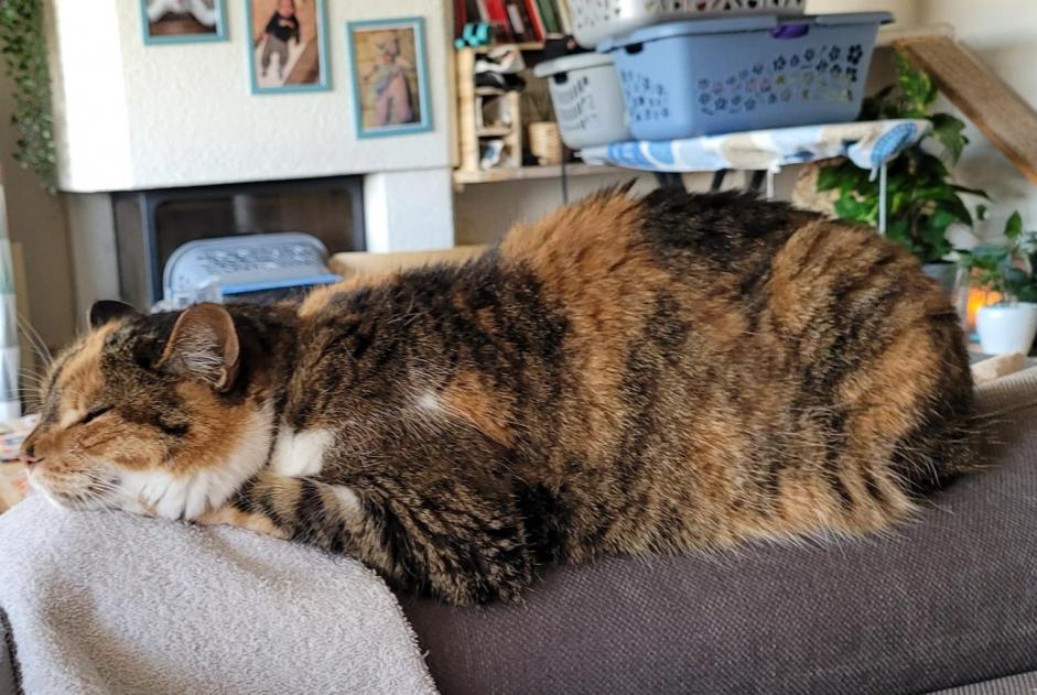 Avviso scomparsa Gatto Femmina , 4 anni La Tène Svizzera