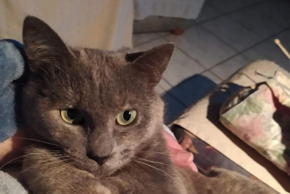 Avviso scomparsa Gatto incrocio di razze Femmina , 1 anni Denain Francia