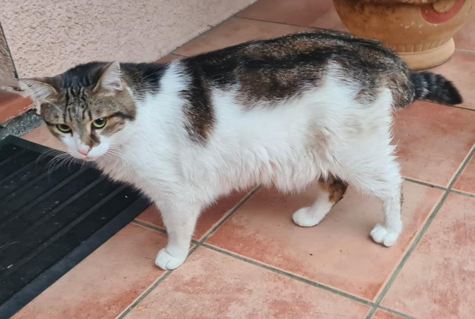 Avviso scomparsa Gatto Maschio , 6 anni Saint-Alban Francia