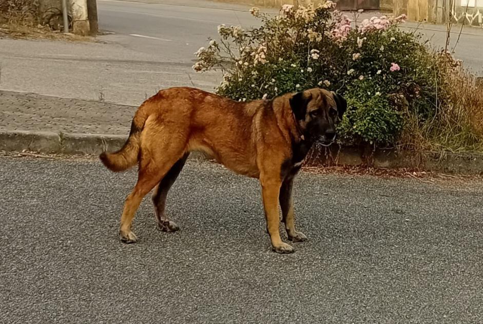 Avviso Ritrovamento Cane Femmina Arganil Portogallo