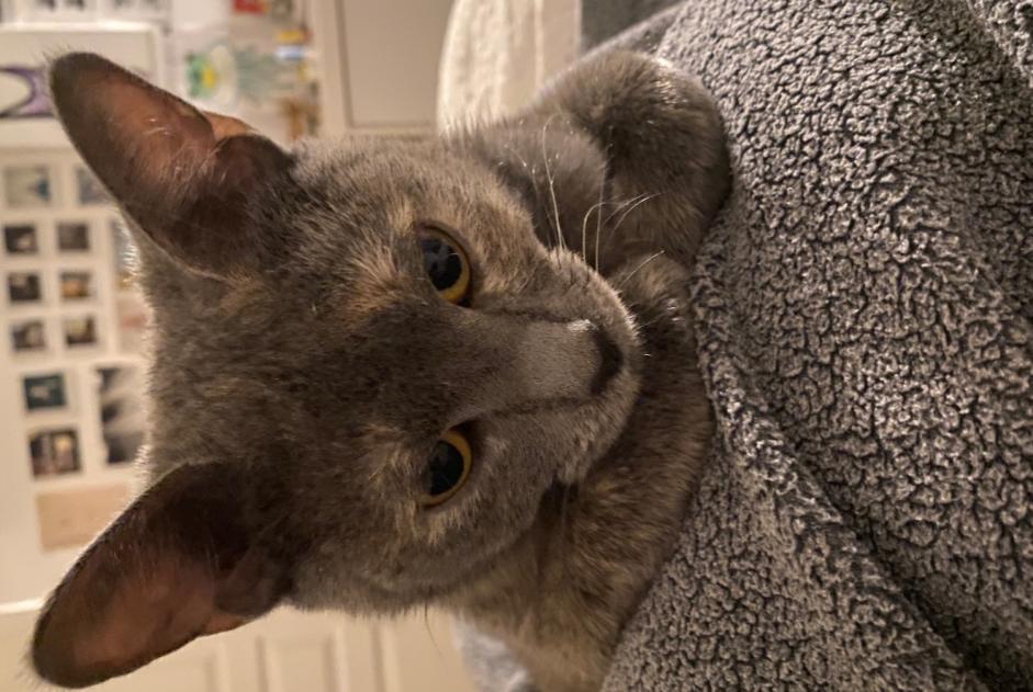 Avviso scomparsa Gatto  Femmina , 1 anni Vanves Francia