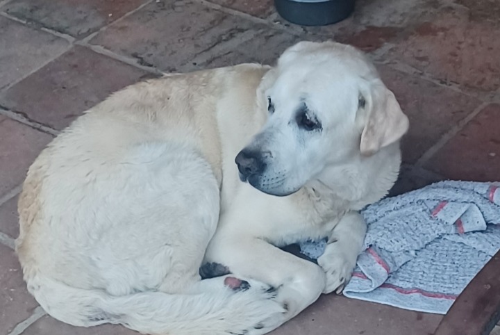 Avviso Ritrovamento Cane  Maschio Fontenilles Francia