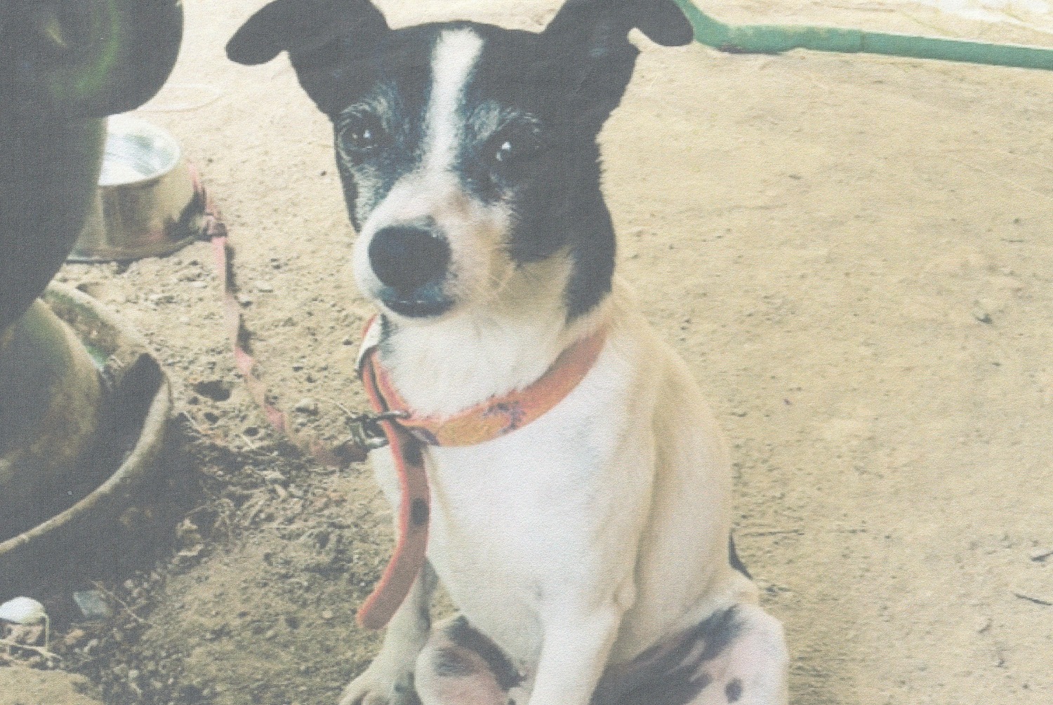 Avviso scomparsa Cane Maschio , 16 anni Montesquieu-Lauragais Francia