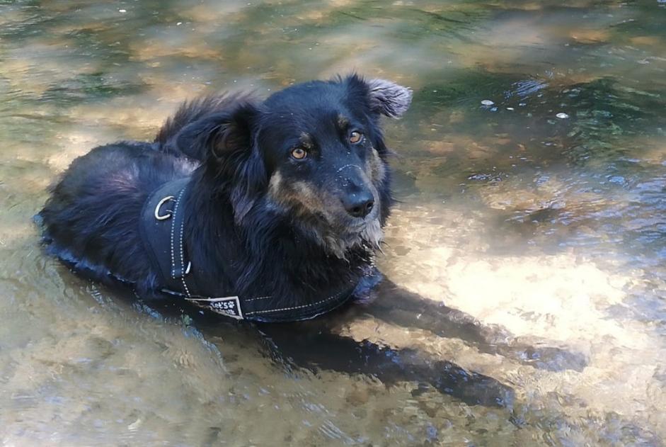 Avviso scomparsa Cane incrocio di razze Maschio , 4 anni Languidic Francia