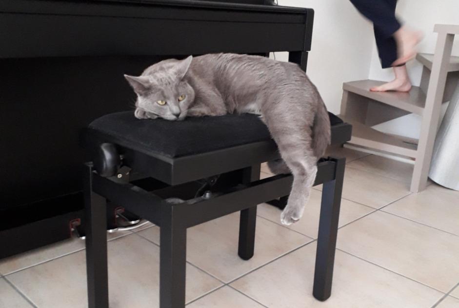 Avviso scomparsa Gatto  Maschio , 2 anni Bourges Francia