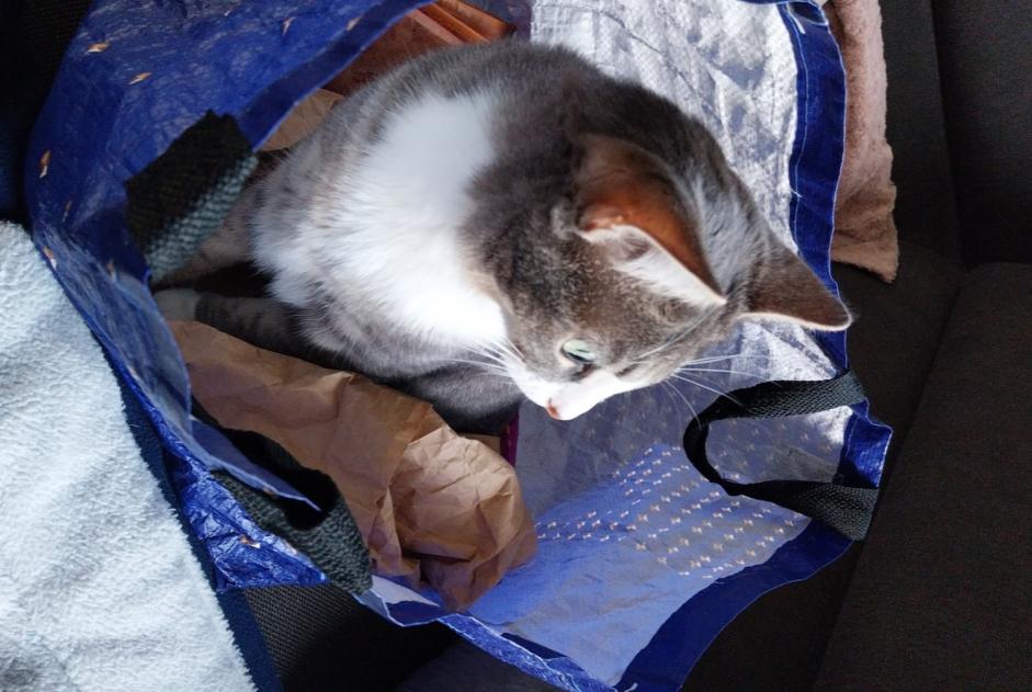 Avviso scomparsa Gatto  Femmina , 2 anni Ennevelin Francia