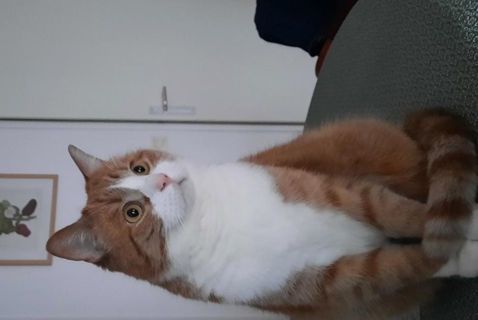 Avviso scomparsa Gatto  Maschio , 4 anni Lille Francia