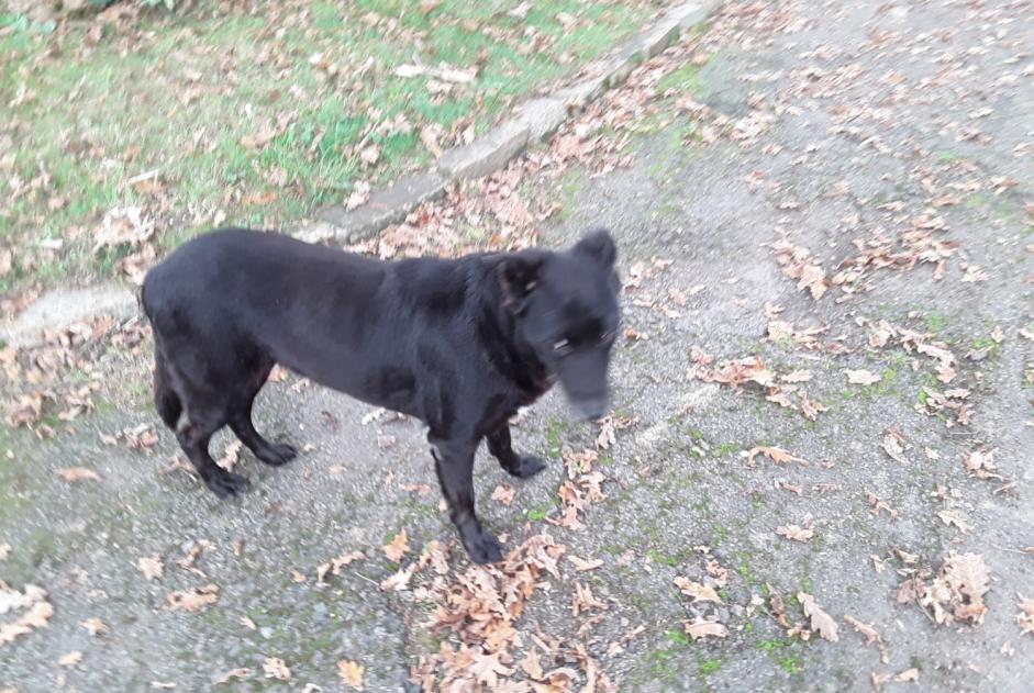 Avviso Ritrovamento Cane incrocio di razze Non conosciuta Nort-sur-Erdre Francia